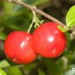 Acerola ? egzotyczny superowoc z superherbaty