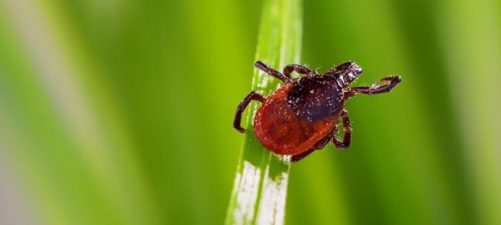 Komunikaty PR Bezpieczna wiosna, czyli jak uchronić się przed kleszczami